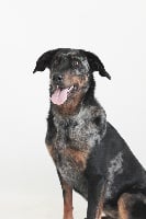 Étalon Kerry Blue Terrier - Indy du bois du coin perdu