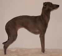 Étalon Petit Levrier Italien - CH. Infinie du domaine de Peyrazet