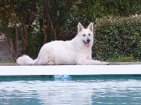 Étalon Setter Gordon - Hima laya légend of the white shepherd