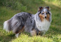 Étalon Shetland Sheepdog - Inka bleue De L'Oustaou de Sandy