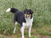 Étalon Shetland Sheepdog - Maybeline des Terres des Forges