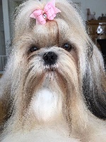 Étalon Shih Tzu - Crazy sweeper's Glue pot