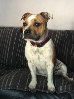 Étalon Staffordshire Bull Terrier - Miss channel Des Gardiens Du Plan