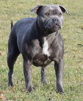 Étalon Staffordshire Bull Terrier - Jafar Killer Black