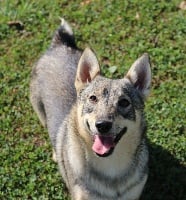 Étalon Spitz des Visigoths - Montagne Des coeurs d'alène