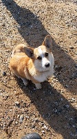Étalon Welsh Corgi Pembroke - Jeep joe De la vallée des noyeres