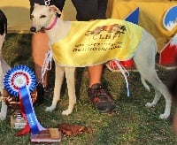 Étalon Whippet - CH. Jaïka Du Chene Des Morinieres