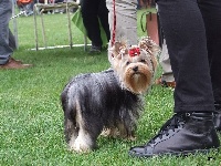 Étalon Yorkshire Terrier - Madison Du Berceau Des Joyaux