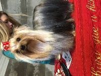 Étalon Yorkshire Terrier - Castel d argent Mitsouko