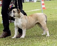 Étalon Bulldog continental - Lilou (Sans Affixe)