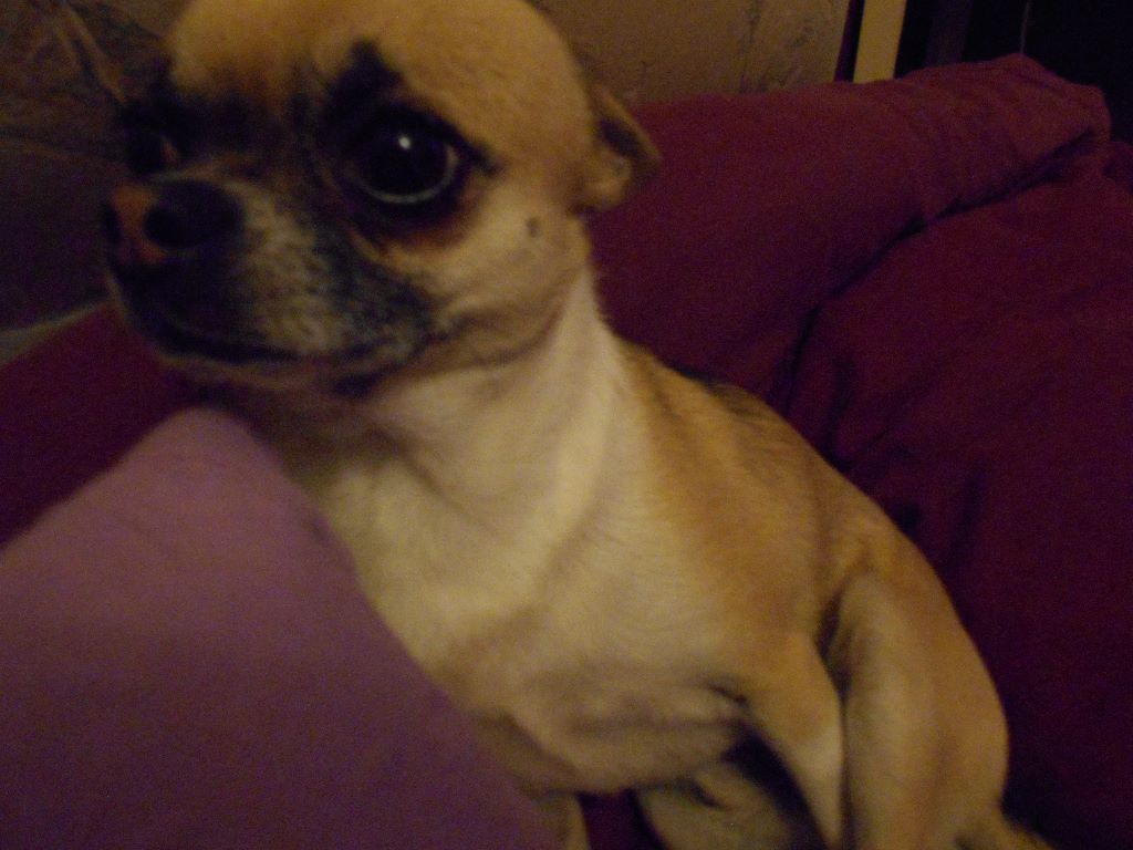 Publication : Voxel Ux Auteur : Patricia VIAUD