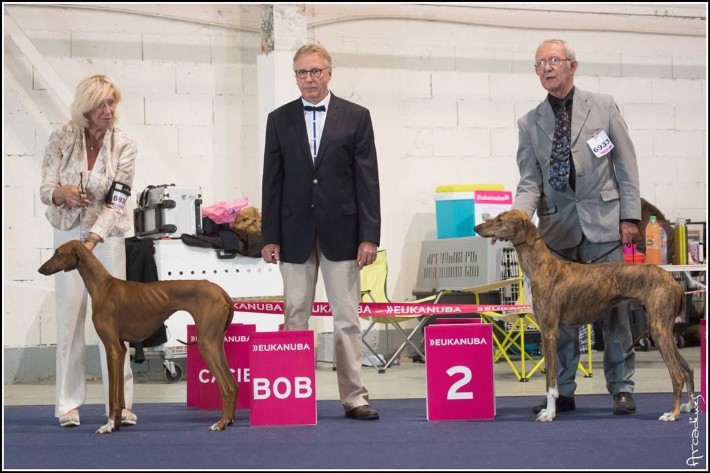 Publication : Sirius' El Tazi Auteur : JF ABISSE