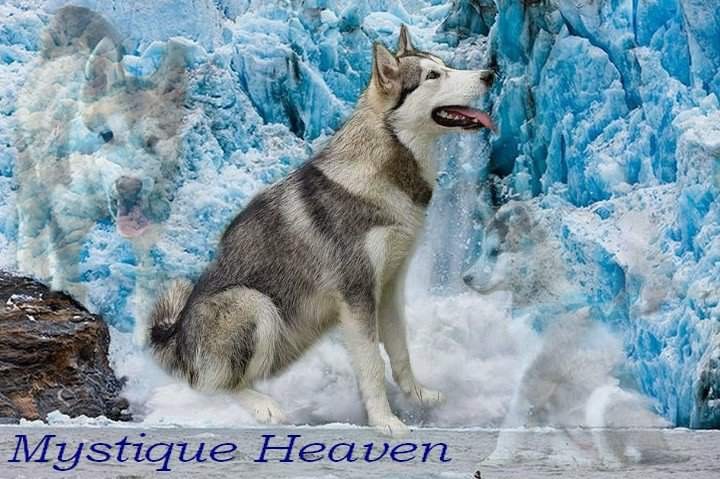 Publication : Alaskan Majestic Wolf 