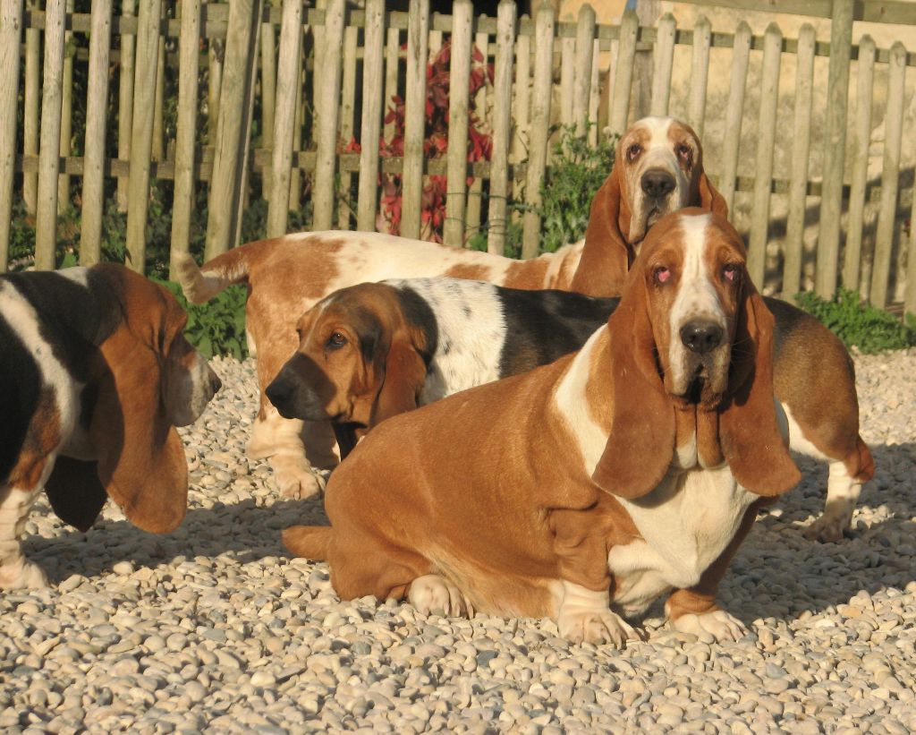 Publication : du clos des héllébores Auteur : vallez nadine