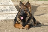 Publication : Des Plaines de l'Est Auteur : des bergers d'antan