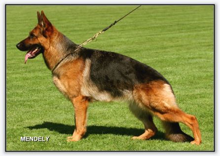 CH. Yonna vom hühnegrab