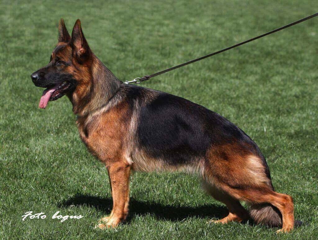 Publication : Du domaine du parc Auteur : Steve gish