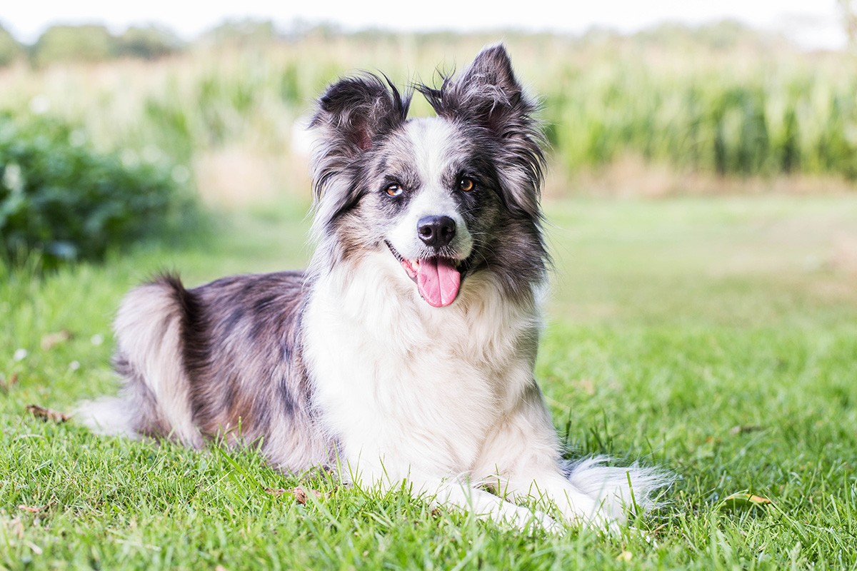 Publication : Of Inckashills Auteur : Adam Anne-lise