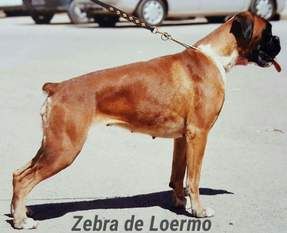 Zebra De loermo