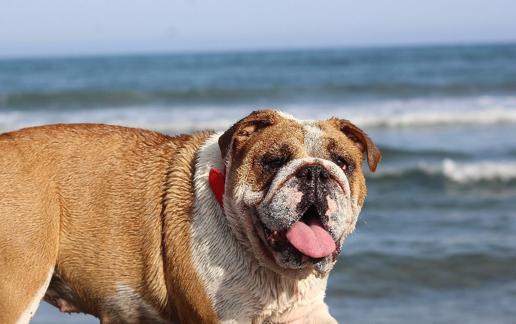 Publication : de L'Esprit d'Oréline Auteur : Emeline BELTRAN