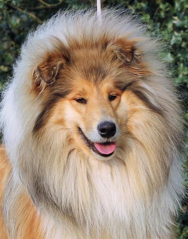 Publication : de la Pierre D'Elisa Auteur : De la Pierre d'Elisa