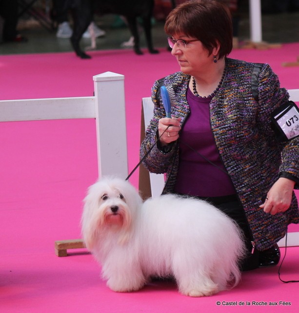 Publication : du Castel de la Roche aux Fées Auteur : Faurez