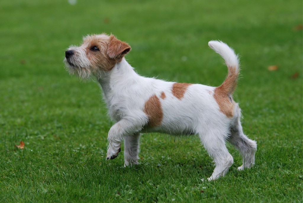 Néfertiti Du Clos Des Dolls