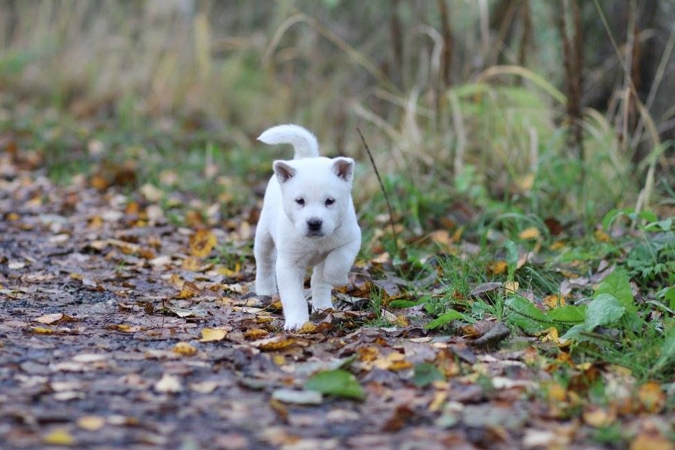 Publication : du Haras des Pierres de Lune Auteur : Noora Vahvelainen
