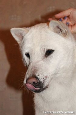 hokuoukensha No asuka go