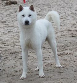 Kamishiro no ginshun go gunrou towasou