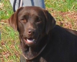 TR. Ixelle du vallon de la licorne