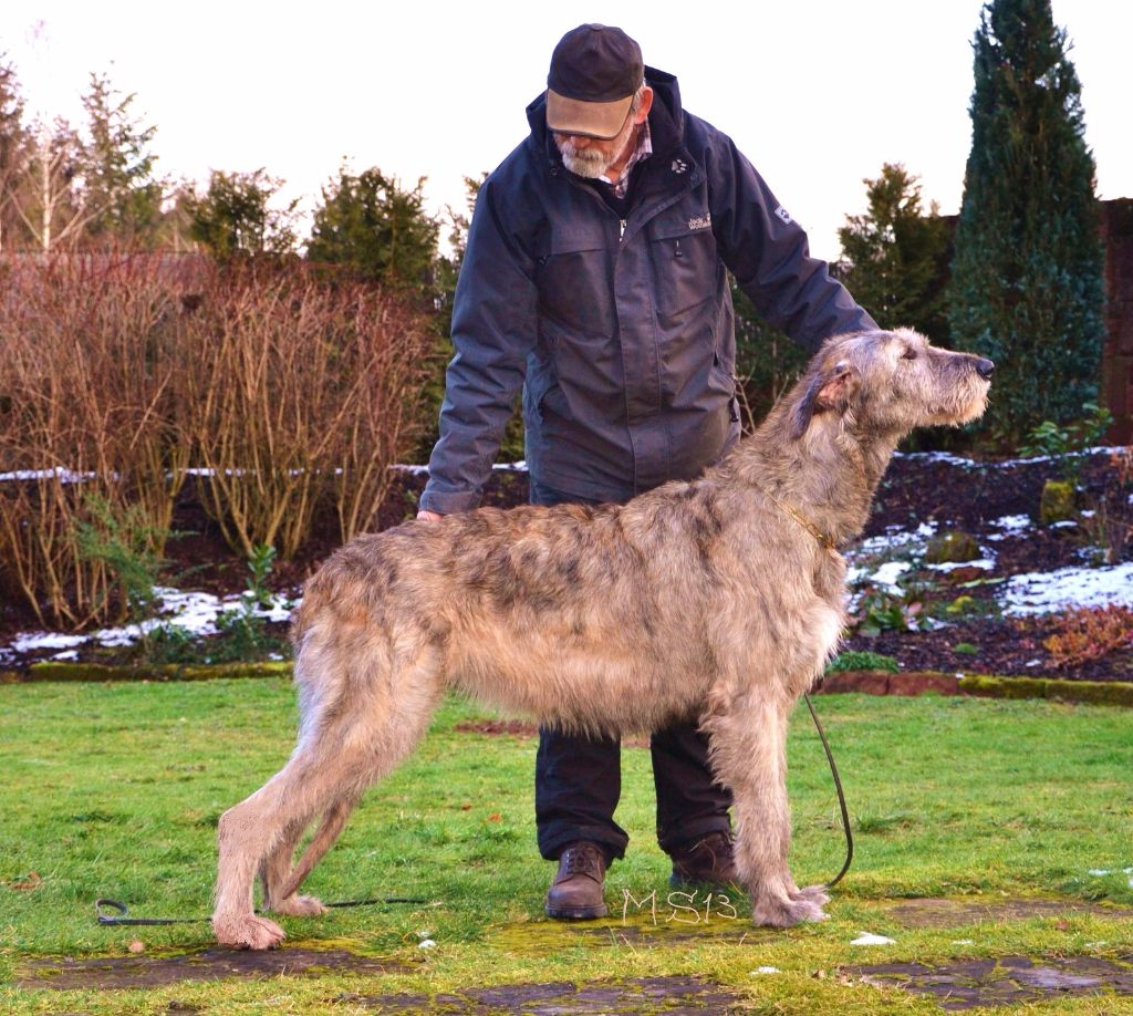 CH. Goldrush hound of hovel