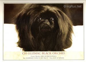 CH. guzmac Black orchid (uk ch)