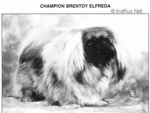 CH. brentoy Elfreda