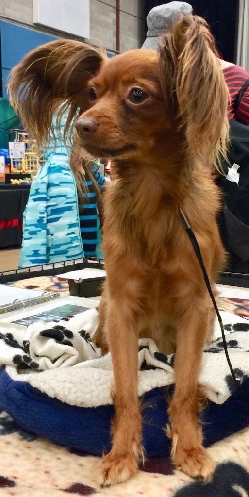 Vincent iz doma gryoz