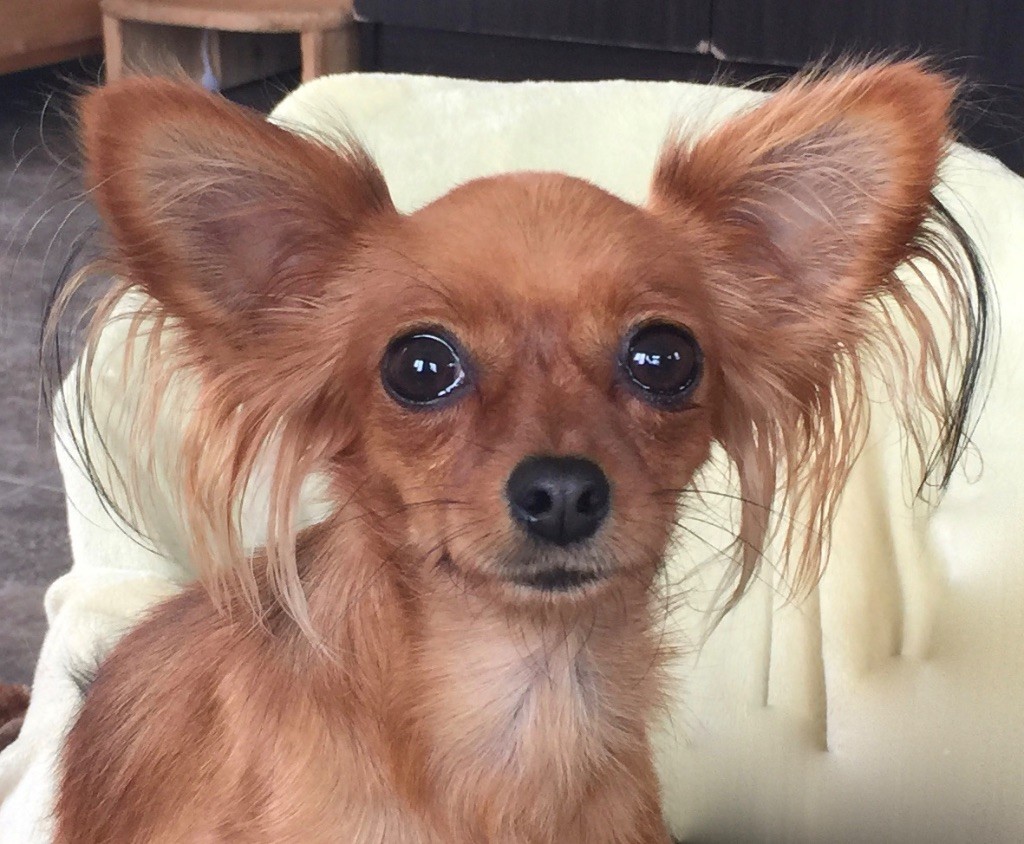 laskovaya rus' Likeme