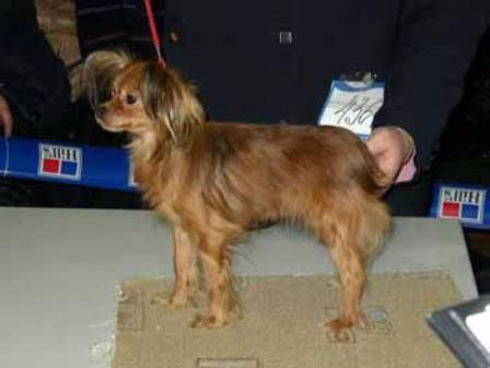 CH. Zuza sher mazasis elfas