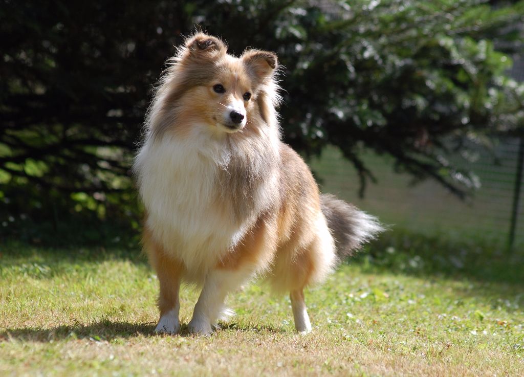  Auteur : Demesy Anita & Canal Francis