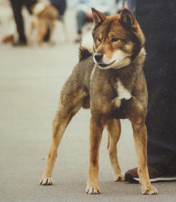 Shungaku go izumo yamosou