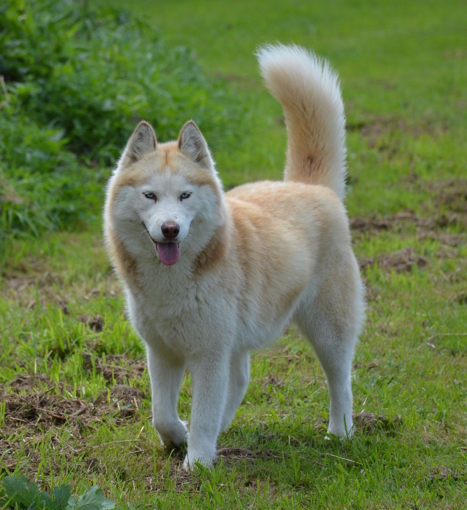 Jolie-alaska snow wolves of love