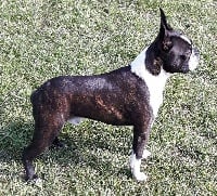 Étalon Boston Terrier - Penn sardine Irone