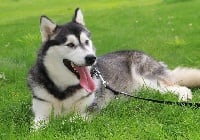 Étalon Alaskan Malamute - Maya (Sans Affixe)