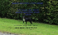 Étalon American Staffordshire Terrier - Just black and white dit juÏlÏa Madgix beautyful staff