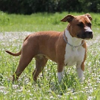 Étalon American Staffordshire Terrier - CH. Little golden color (Sans Affixe)