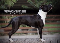 Étalon American Staffordshire Terrier - Straight n' Fiery Nastasia