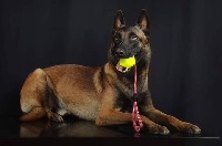 Étalon Berger Belge - CH. Iron 2 des feux farouches