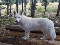 Étalon Berger Blanc Suisse - Lossëa Of Washita Ahow