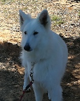 Étalon Berger Blanc Suisse - Miss enola dit missa De la vallée de l'orkhon