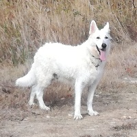 Étalon Berger Blanc Suisse - Haitie du Mas de Kevantsteph