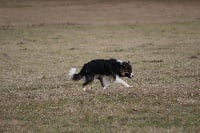 Étalon Border Collie - round robin Macksen